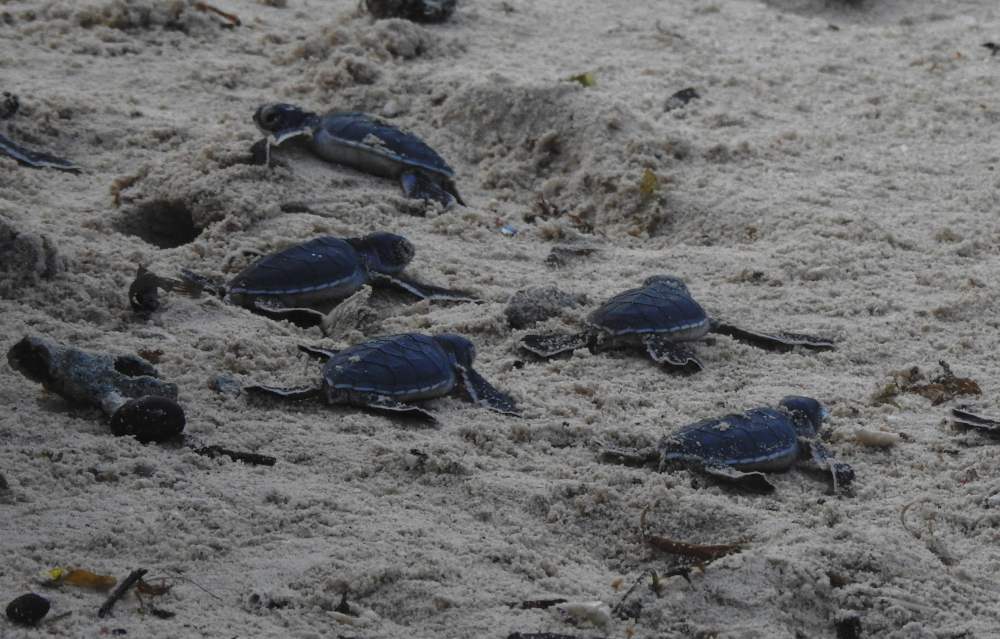 Baby Turtles Mabul Island