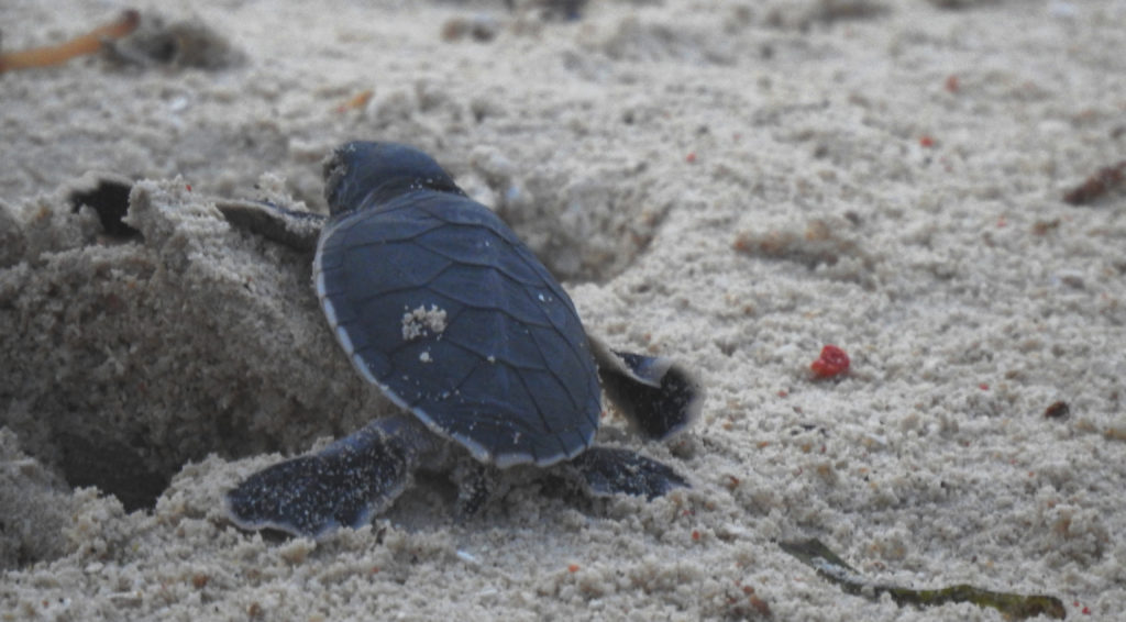 Baby Turtle Mabul Turtle Hatchery