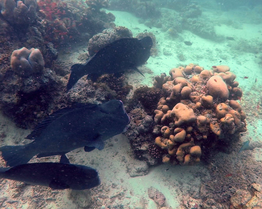 Bumphead Parrotfish