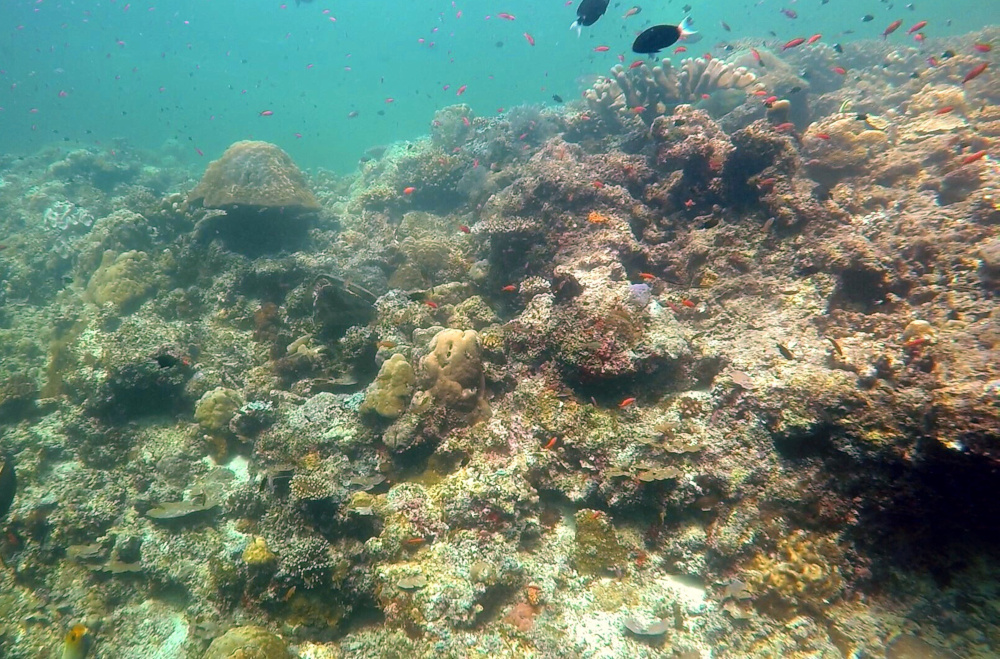 Diving at Sipadan