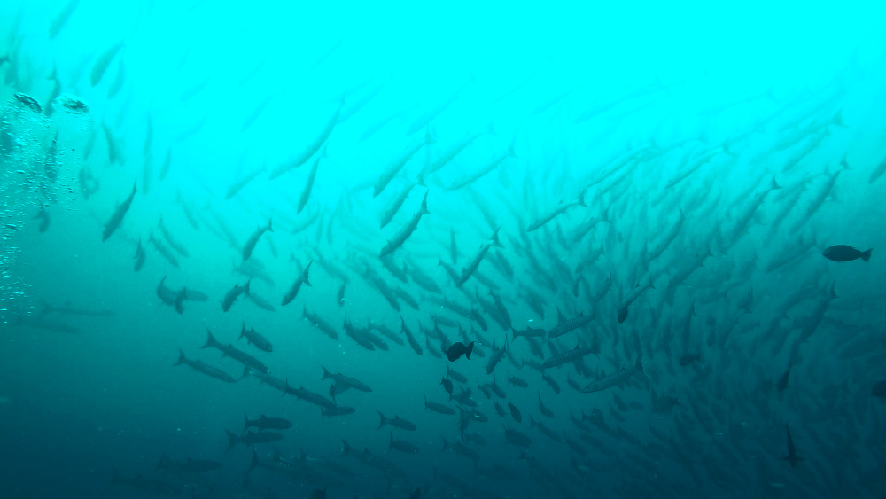 School of Barracuda at Sipadan