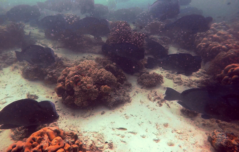 Bumphead Parrotfish at Sipadan