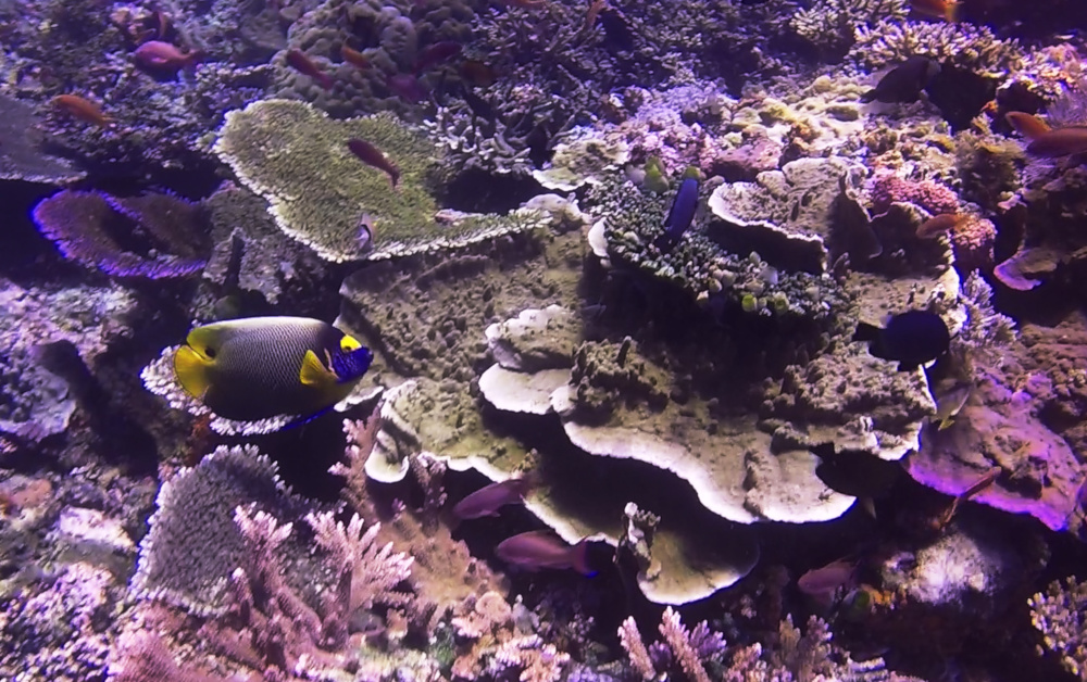 Batu Balong Dive Site