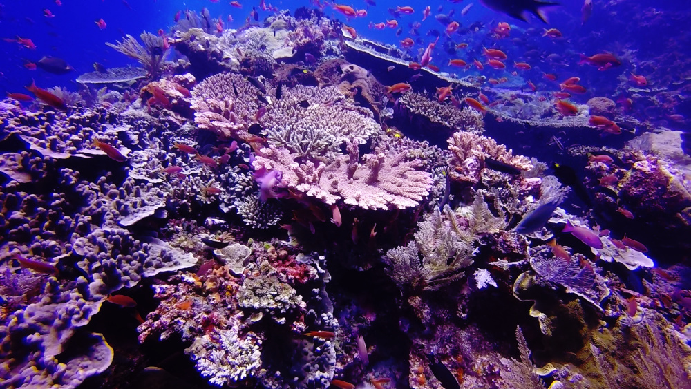 Batu Balong Dive Site