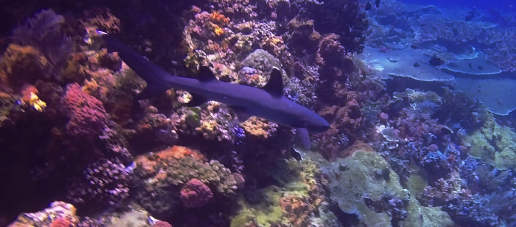 Shark at Batu Balong