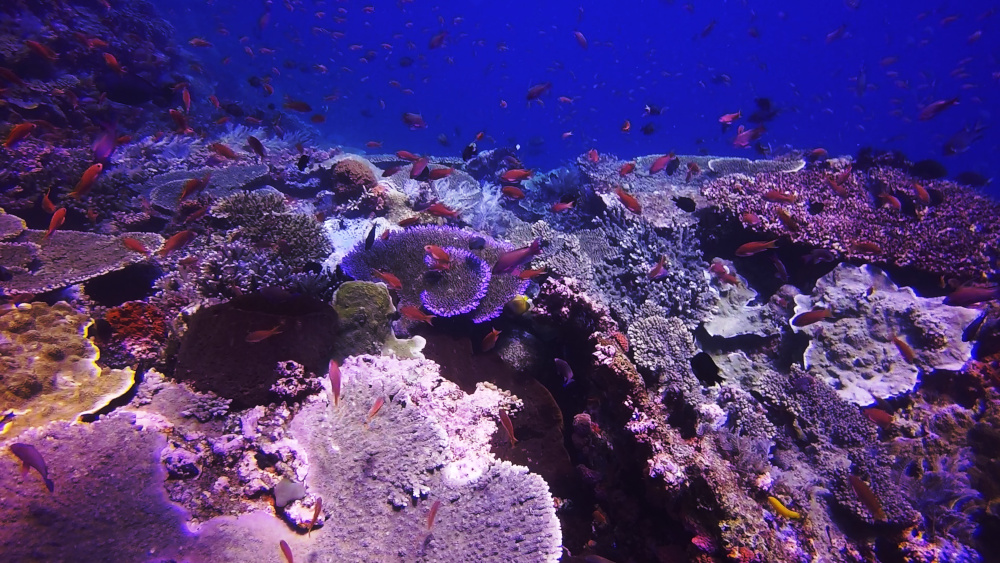 Batu Balong Dive Site