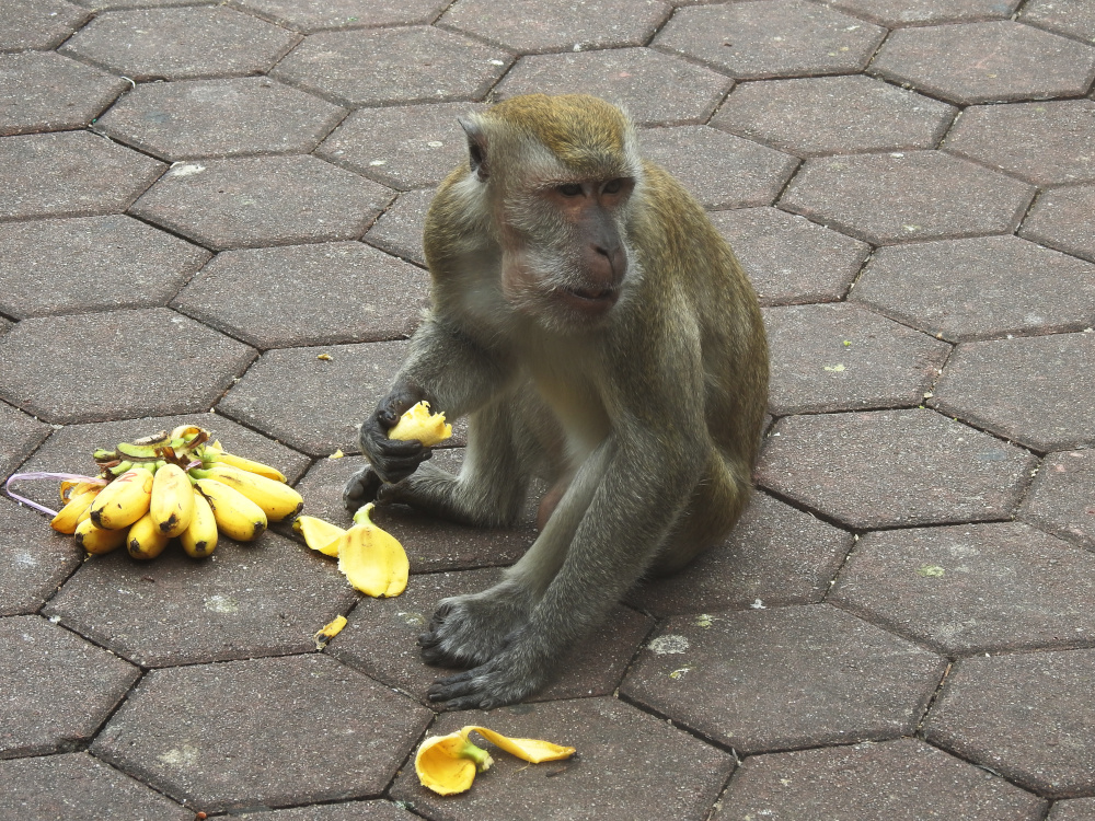 Monkey Batu Caves