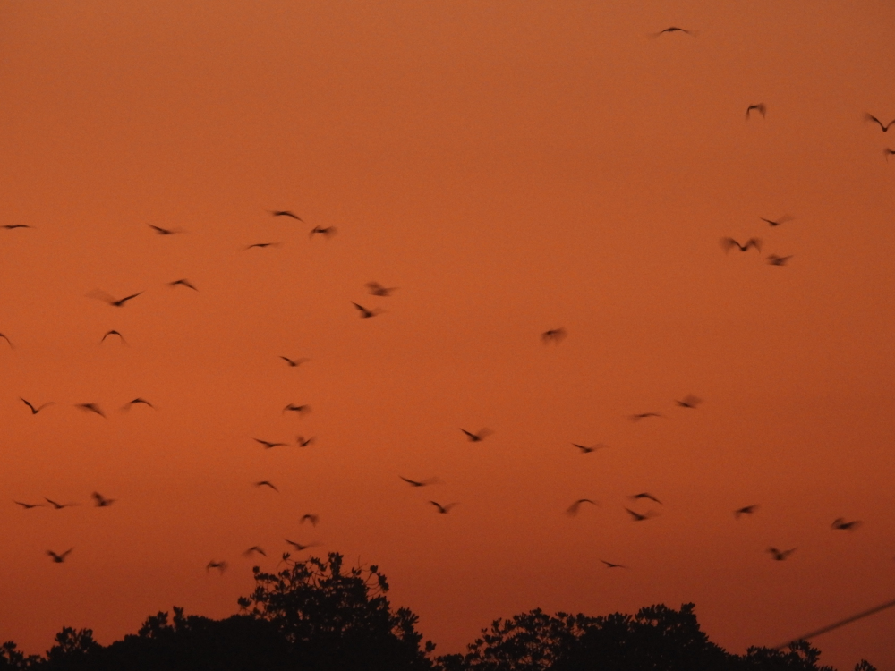 Flying Foxes at Kalong Island