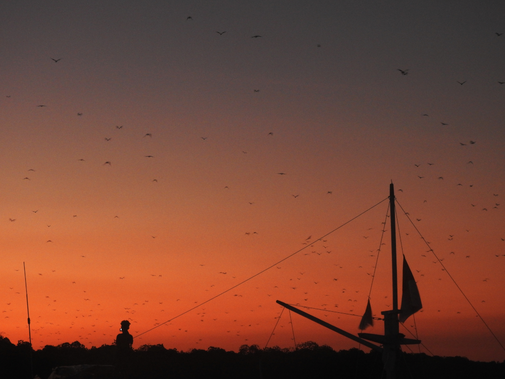 Flying Foxes at Kalong Island