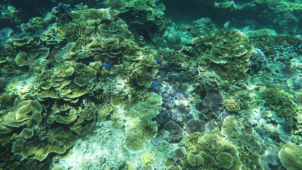 Gili Islands Snorkeling