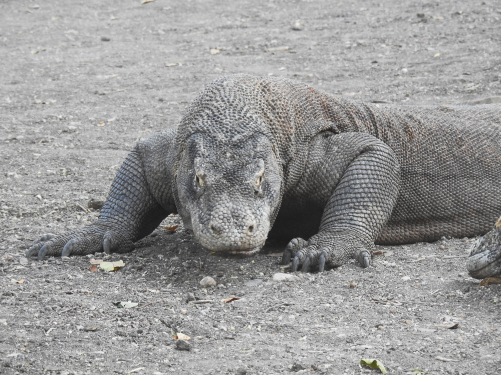 Komodo Dragon