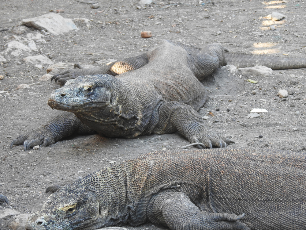 Komodo Dragons