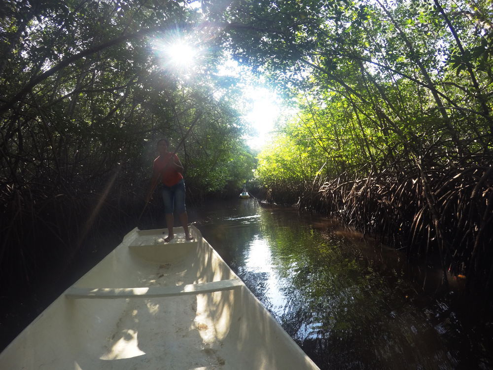 Mangrove Forest