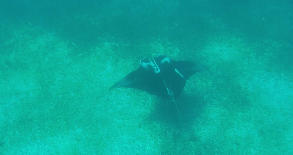 Snorkeling with Manta Rays