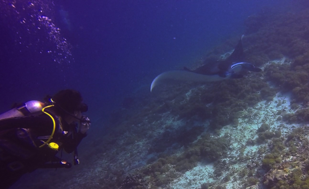 Manta Ray at Mawan Komodo