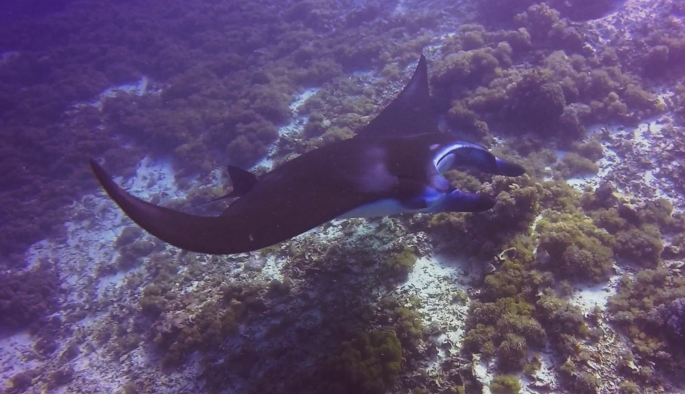 Manta Ray at Mawan