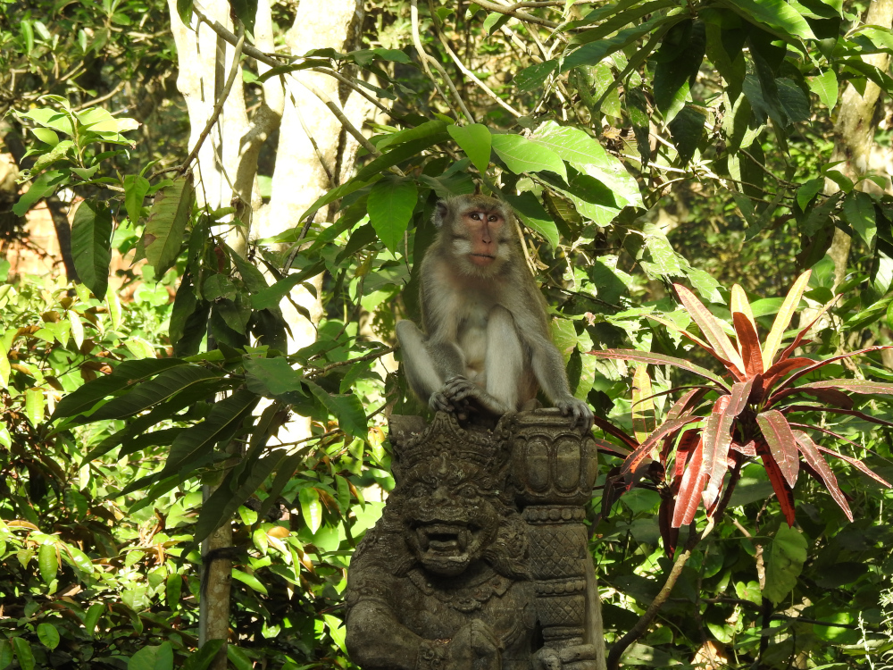 Monkey Forest Ubud Bali