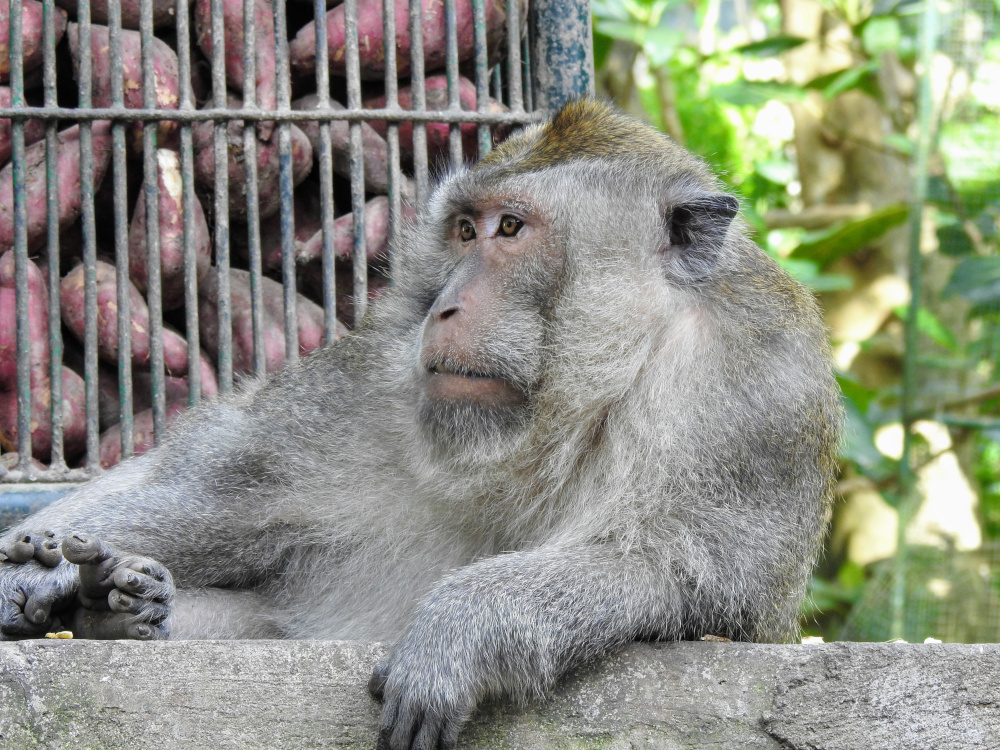 Monkey Forest Ubud Bali