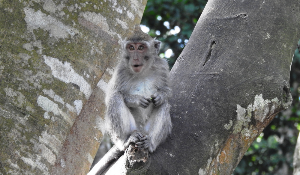 The Monkey Forest Ubud Bali