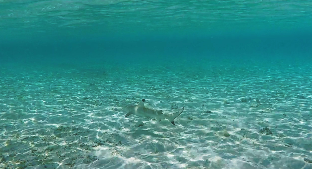 Baby Sharks