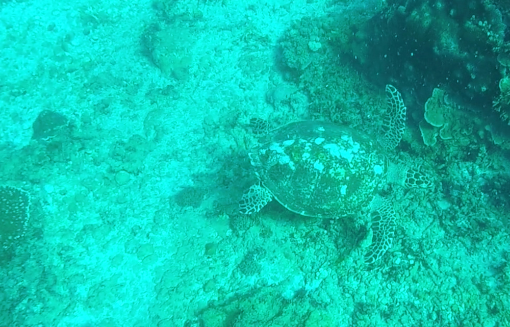 Sea Turtle at Crystal Bay Dive Site