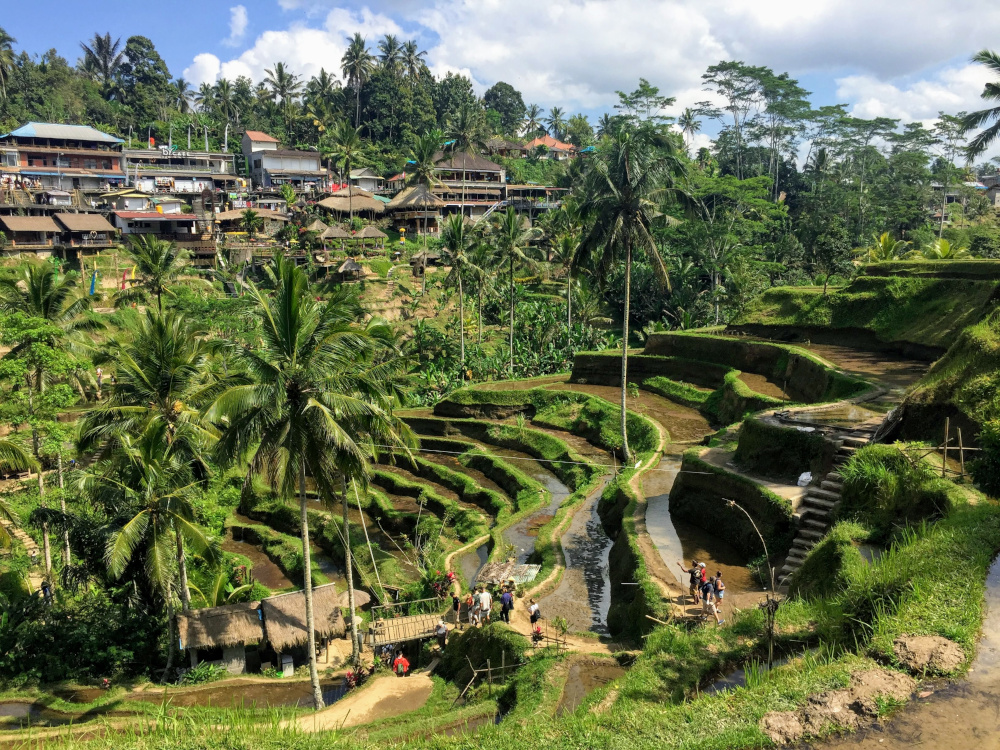 Tegalalang Rice Terrace Ubud Bali