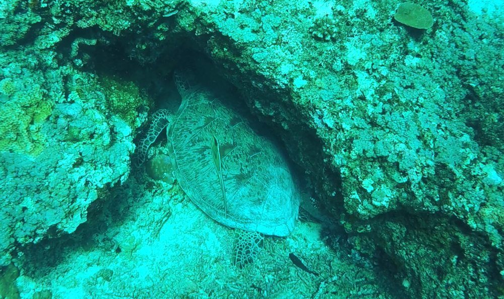 Turtle Snorkeling Gili Trawangan