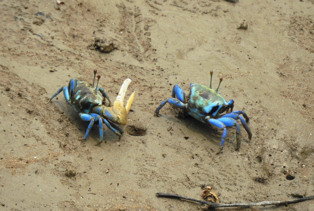Blue Crabs Bako