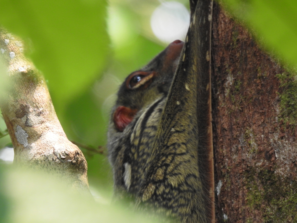 Flying Lemur Bako