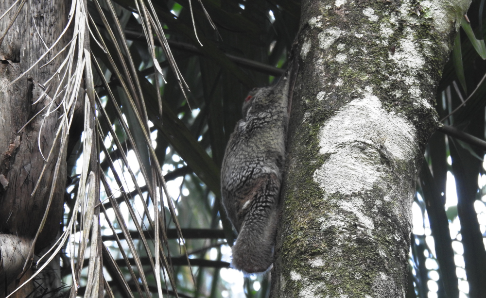 Flying Lemur Bako