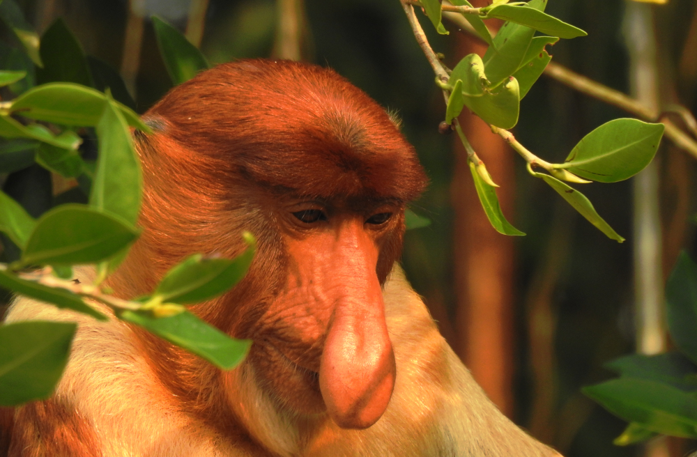 Proboscis Monkey Bako