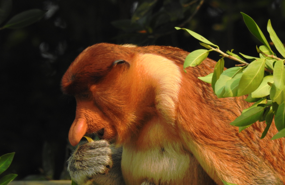 Proboscis Monkey at Bako