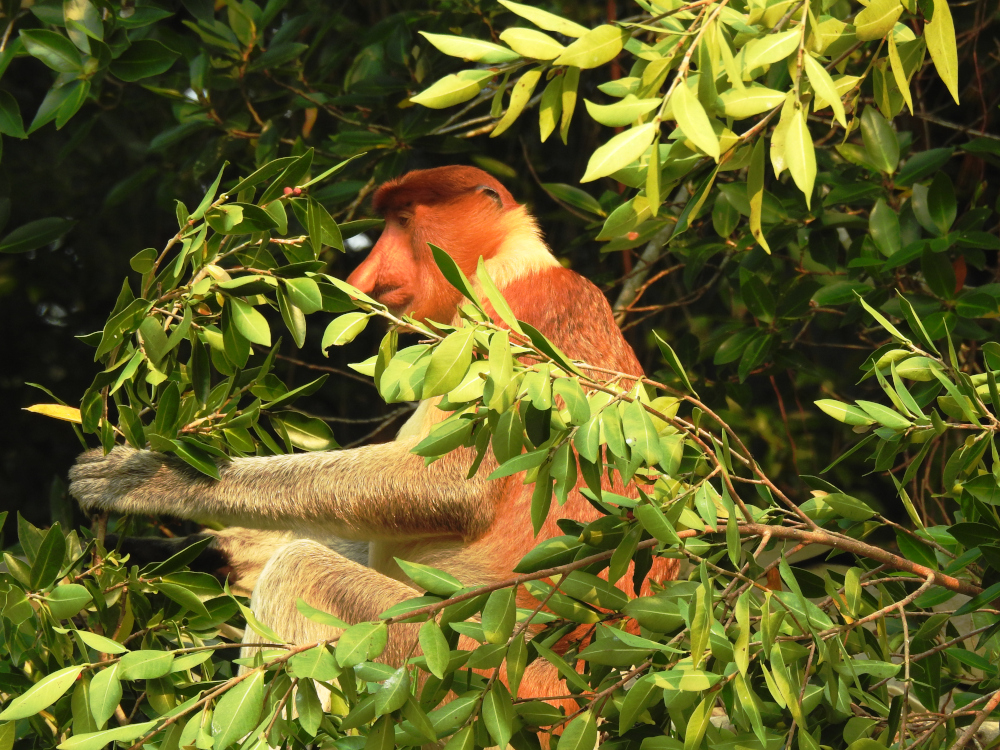 Proboscis Monkey at Bako National Park