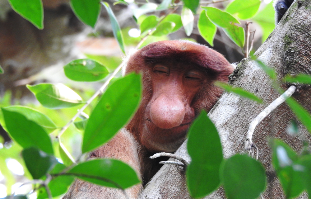Resting Proboscis Monkey Bako