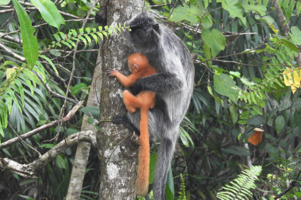 Silver Leaf Monkey Bako