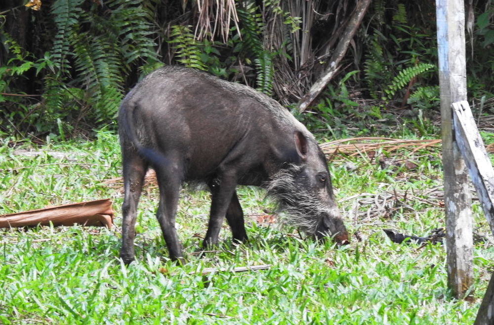 Wild Boar Bako