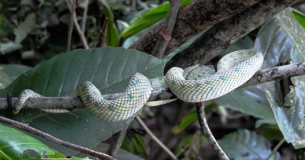 Bornean Keeled Pit Viper