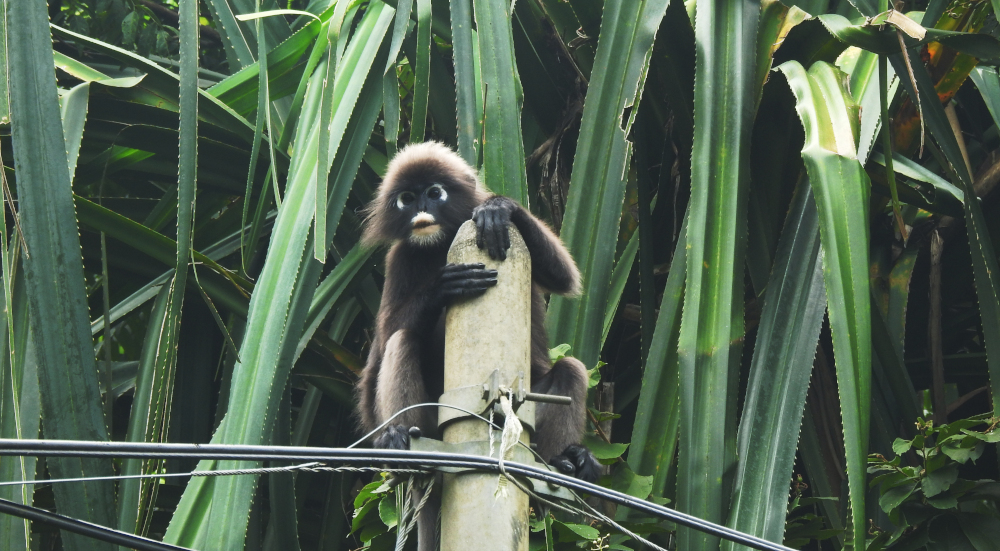 Dusky Leaf Monkey