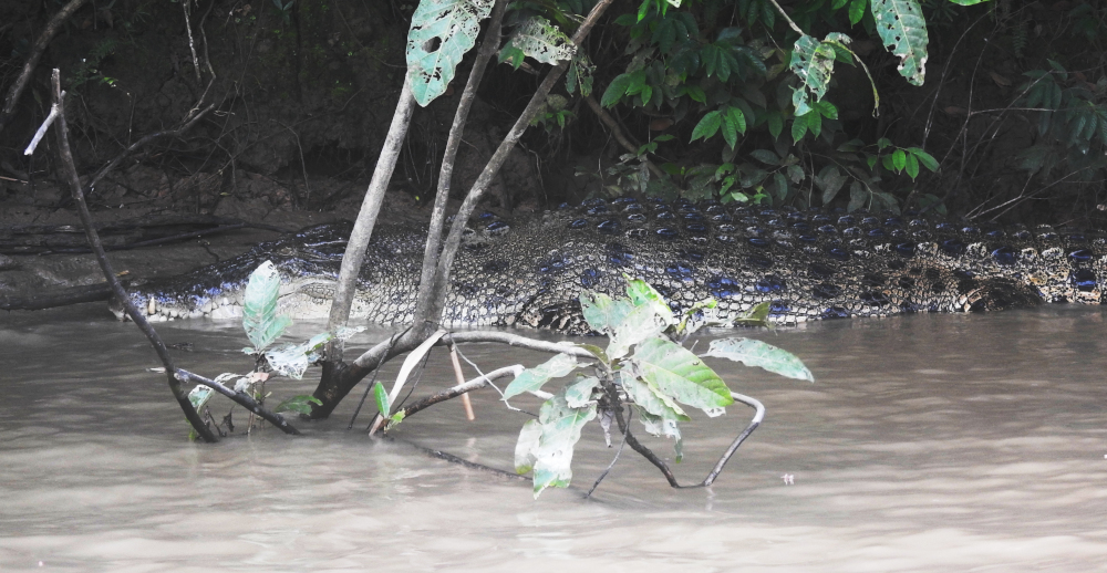 Kinabatangan River Crocodile