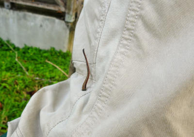 Leech on Rob's Pants