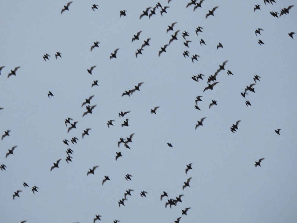 Bat Exodus at Deer Cave