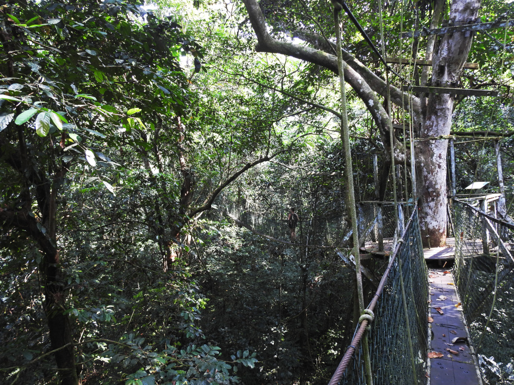 Mulu Canopy Skywalk 