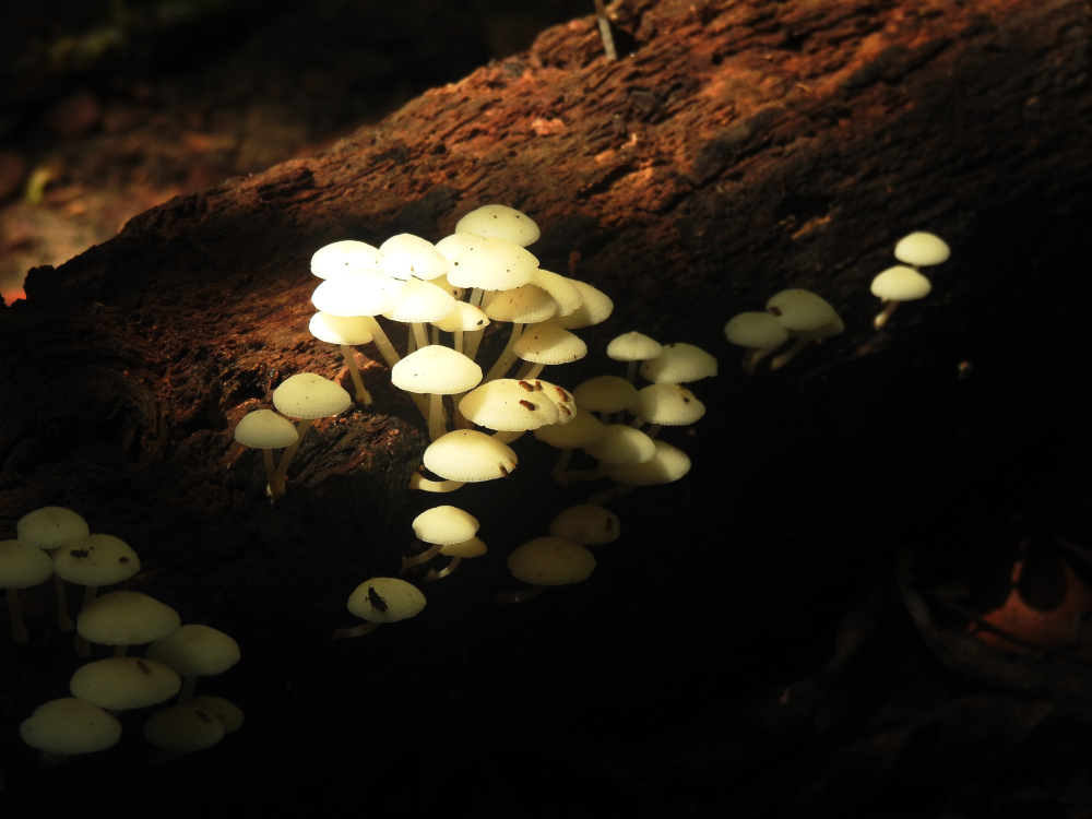 Glow in the Dark Mushrooms