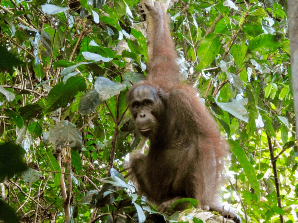 Male Orangutan