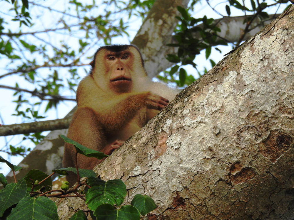 Pig-tailed Macaque Monkey at Kinabatangan River