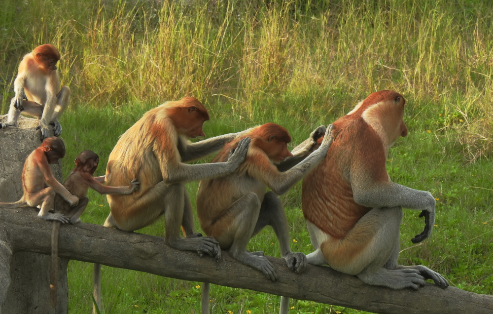 Proboscis Monkeys Grooming Each Other