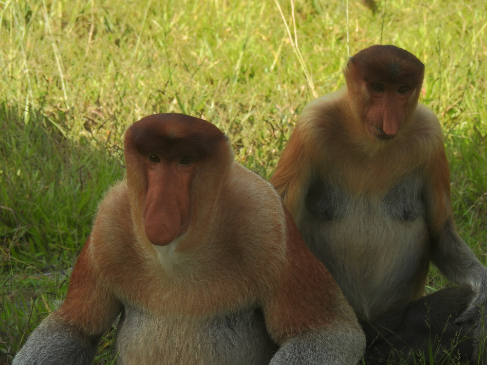 Male and Female Proboscis Monkeys