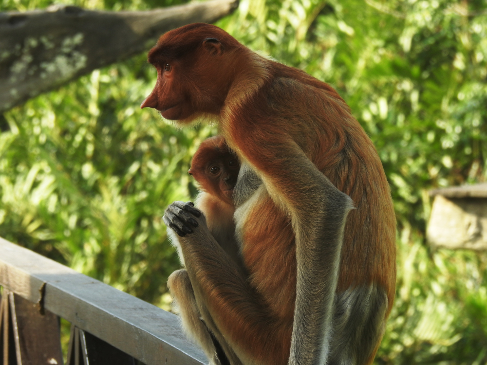 Female Proboscis Monkey with Baby 