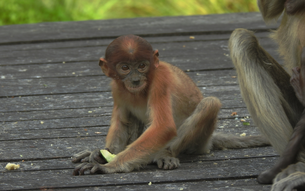 Young Proboscis Monkey