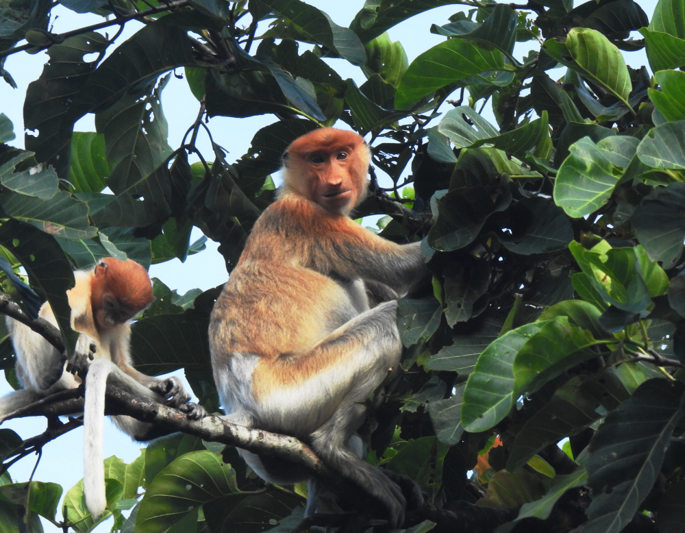 Proboscis Monkeys on Kinabatangan River